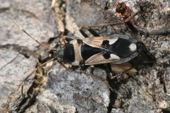 Raglius confusus