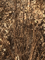 Helianthus californicus
