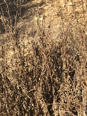 Helianthus californicus