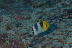 Chaetodon ulietensis