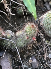 Mammillaria mazatlanensis