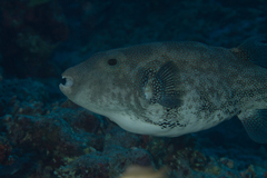 Arothron caeruleopunctatus