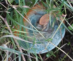 Lactarius semisanguifluus