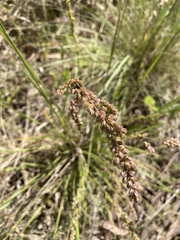 Chascolytrum subaristatum