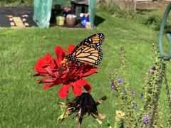 Danaus plexippus