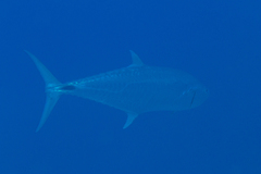 Scomberomorus commerson