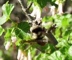 Bombus bifarius