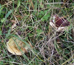 Lactarius semisanguifluus