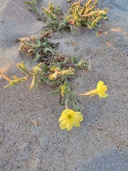 Oenothera humifusa