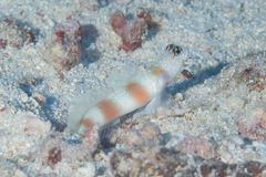 Amblyeleotris ellipse