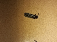 Lampyridae