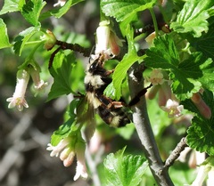 Bombus bifarius