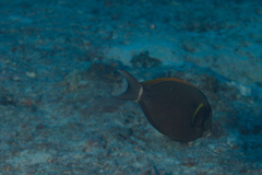 Acanthurus nigricauda