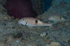 Parupeneus pleurostigma