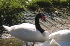 Cygnus melancoryphus