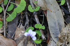 Viola banksii