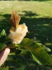 Neuroterus laurifoliae