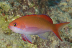 Pseudanthias cooperi