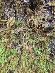 Hypnum cupressiforme cupressiforme