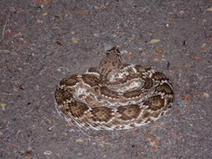 Crotalus ruber lucasensis