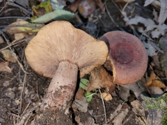 Lactarius mutabilis
