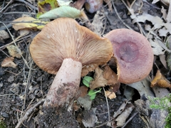 Lactarius mutabilis