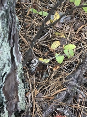 Pituophis melanoleucus melanoleucus