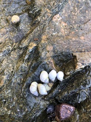 Echinolittorina modesta