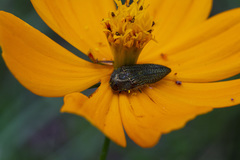 Acmaeodera cuprina