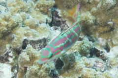 Thalassoma quinquevittatum