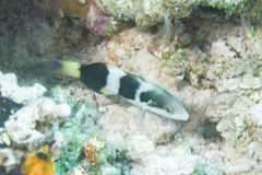 Thalassoma nigrofasciatum