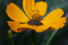 Acmaeodera cuprina