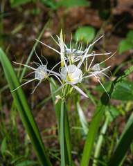 Hymenocallis liriosme