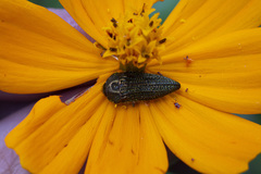 Acmaeodera cuprina