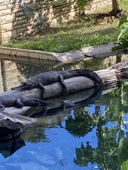 Tomistoma