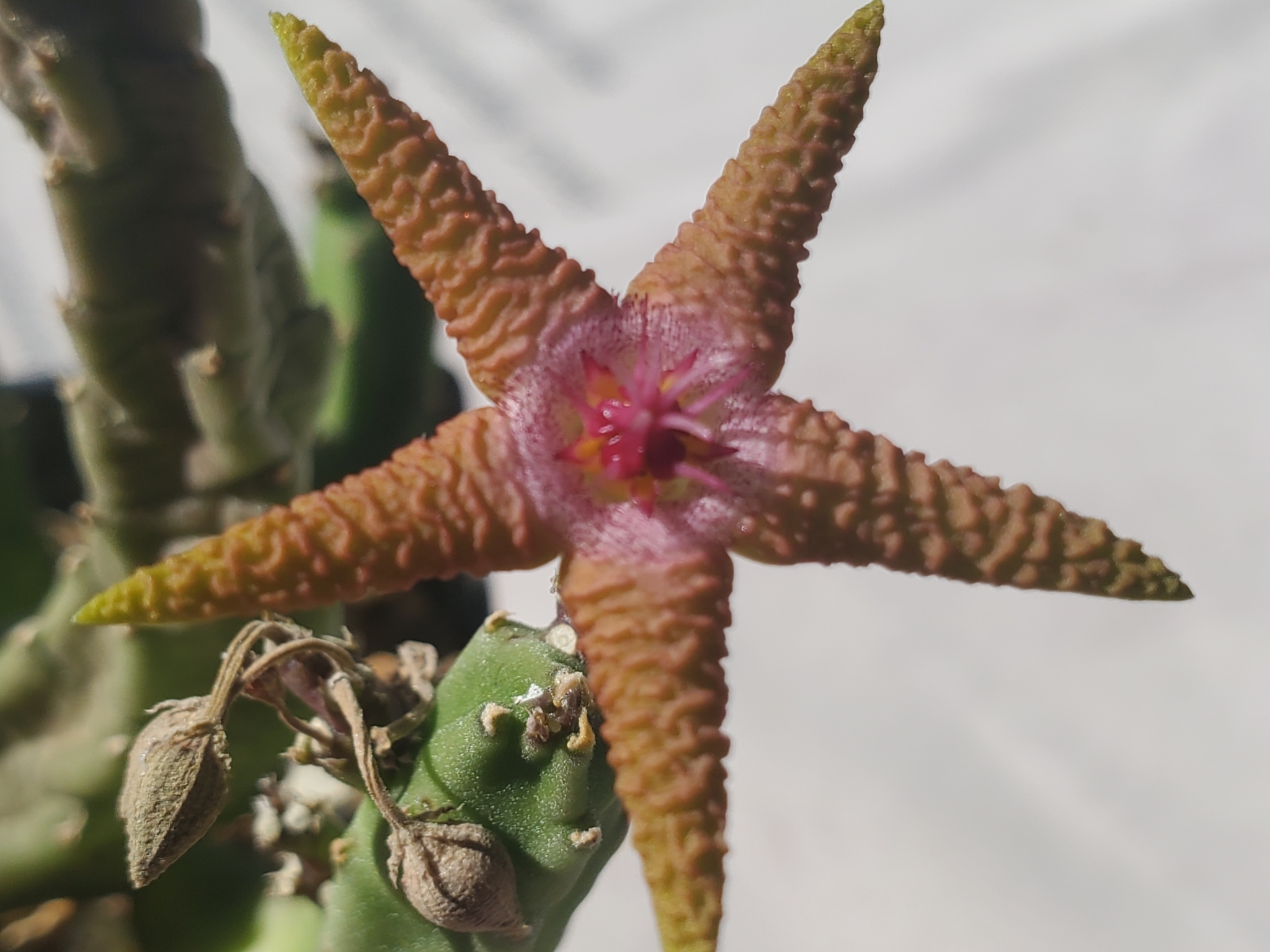 Stapelia fleckii A.Berger & Schltr.