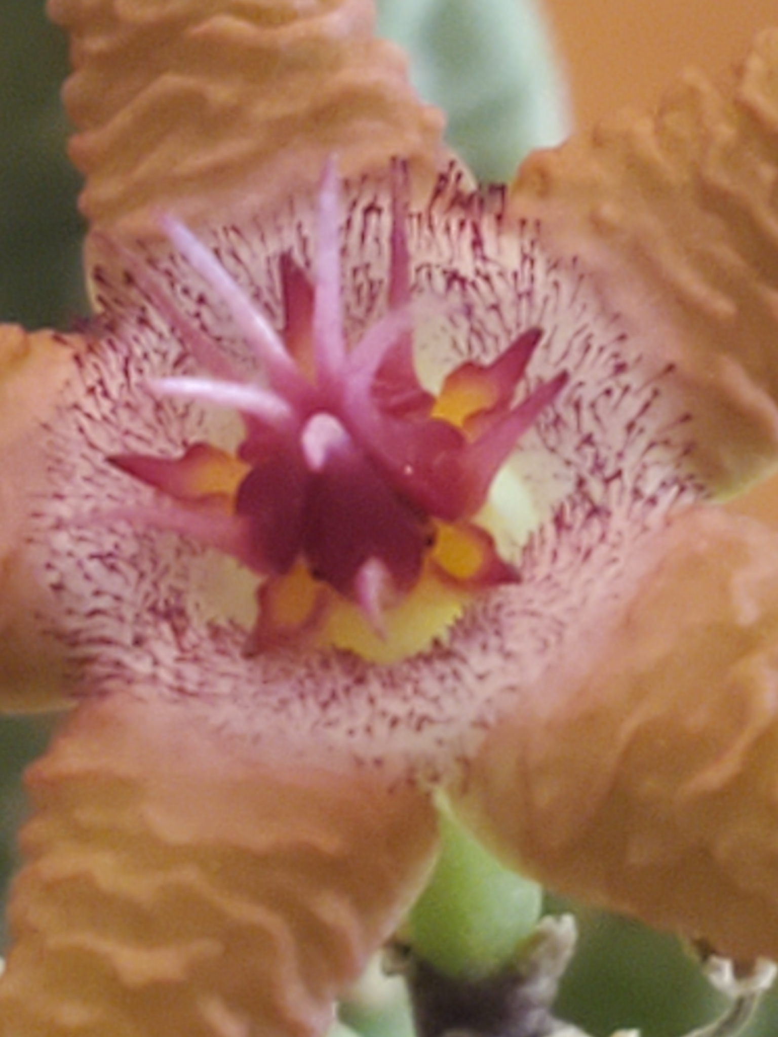 Stapelia fleckii A.Berger & Schltr. 2