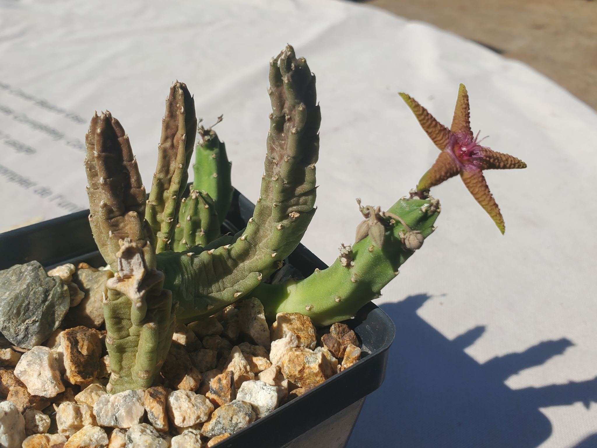 Stapelia fleckii A.Berger & Schltr. 3