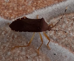 Anasa bellator