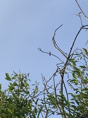 Hylocharis chrysura