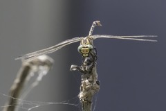 Phyllogomphoides stigmatus