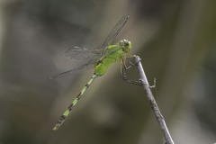 Erythemis vesiculosa