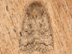 Nudorthodes variabilis