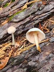 Entoloma sericellum
