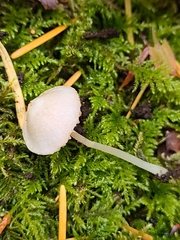 Entoloma sericellum