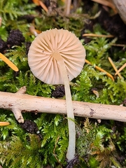 Entoloma sericellum