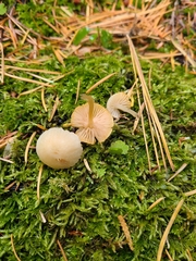 Entoloma sericellum