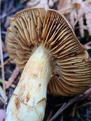 Cortinarius clandestinus