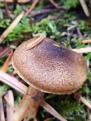 Cortinarius clandestinus