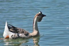 Anser cygnoides domesticus